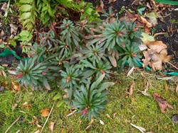 (1) Website_Giftgarten_Wolfsmilch_Dunkellaubige mit Knospenansatz im Februar.JPG