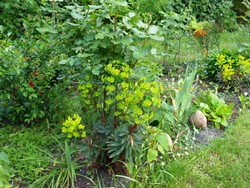 (2) Website_Giftgarten_Wolfsmilch_Sommergrün im Mai.JPG