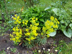 (3) Website_Giftgarten_Wolfsmilch_Dunkellaubige Blüte im Mai.JPG