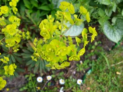 (4) Website_Giftgarten_Wolfsmilch_Blütendolde im Mai.JPG