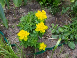 (5) Website_Giftgarten_Wolfsmilch_Gold-Wolfsmilch mit Blüte im Mai.JPG