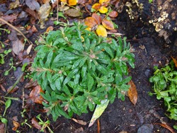 (6) Website_Giftgarten_Wolfsmilch_Eupharbia Martinii 1. Jahr Anfang Januar.JPG