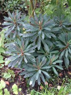 (7) Website_Giftgarten_Wolfsmilch_Mandelblatt zweijährig.JPG