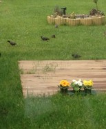 (1) Website_Vögel_Einführtext_Stare_auf Wiese.JPG