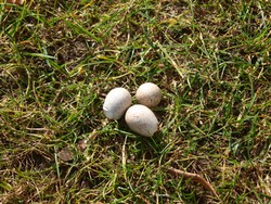 (13) Website_Tiere_Vögel_Einführtext_Eierschalen.JPG