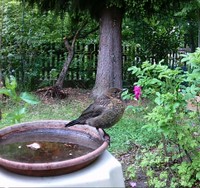 (14) Website_Tiere_Vögel_Einführtext_Amseljunges an Tränke.JPG