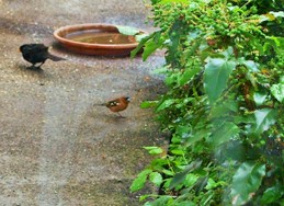 (15) Website_Tiere_Vögel_Einführungstext_Buchfink mit Amsel.JPG