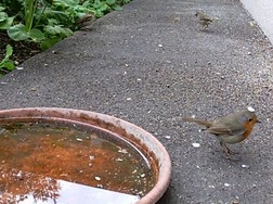 (16) Website_Tiere_Vögel_Einführtext_Rotkehlchen an Wasserstelle.JPG