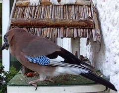 (18) Website_Tiere_Vögel_Eichelhäher im Mai.JPG