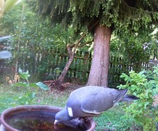 (19) Website_Tiere_Vögel_Ringeltaube.JPG