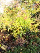 (20) Website_Tiere_Vögel_Vogelnest unter Blutberitze im Herbst.JPG