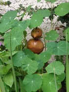 (21) Website_Tiere_Vögel_Holzdrache oder was auch immer.JPG