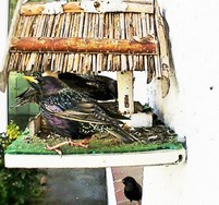 (3) Website_Tiere_Vögel_Einführtext_Stare am Futterhaus.JPG