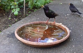 (4) Website_Tiere_Vögel_Einführtext_Star mit Amsel an Wasserstelle Anfang Mai.JPG