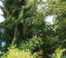 (6) Website_Tiere_Vögel_Einführtext_Spatzen in Buddleja.JPG