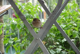 (7) Website_Tiere_Vögel_Einführtext_Spatzenjunges Hilfe, ich will fliegen!.jpg