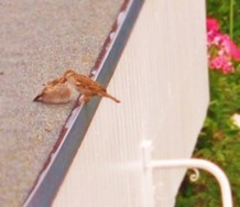 (8) Website_Vögel_Einführtext_Spatz bei Dachfütterung.JPG