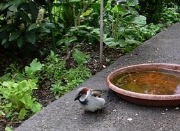 (9) Website_Tiere_Vögel_Einführtext_Spatzenjunges Anfang Mai.JPG