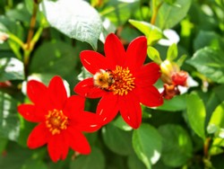 (0.1) Website_Tiere_Einführtext_Hummel auf einfacher Dahlie.JPG