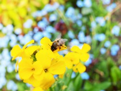 (0.2) Website_Tiere_Einführtext_Sibirischer Goldlack und Biene.JPG