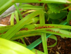 (1) Website_Tiere_Einführtext_Grashüpfer-Teenie im Juli.JPG