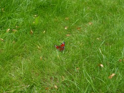 (11) Website_Tiere_Einführtext_Tagpfauenauge im Gras ruhend.JPG