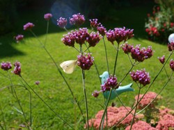 (12) Website_Tiere_Einführtext_Kohlweißling an Eisenkraut.JPG