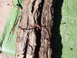 (13) Website_Tiere_Tausendfüler und Assel.JPG