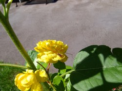 (14) Website_Tiere_Einführtext_Spinnen.JPG