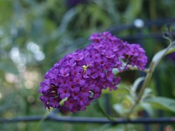 (15) Website_Tiere_Einführtext_Spinne auf Buddleja.JPG