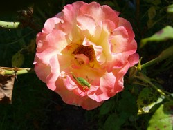 (2) Website_Tiere_Einführtext_Heuhüpfer mit Gloria Dei im August.JPG