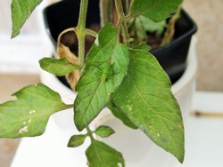 (3) Website_Tiere_Einführtext_Grashüpfer auf Paprikablatt.JPG