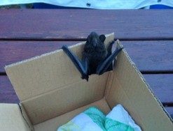 (4) Website_Tiere_Fledermaus gerettet.JPG