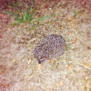 (5) Website_Tiere_Einführungstext_Igel.JPG