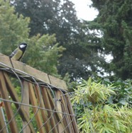 (6) Website_Tiere_Einführtext_Meise auf Holzzaun im September.JPG