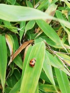 (7) Website_Tiere_Einführtext_Marienkäfer Larve.jpg