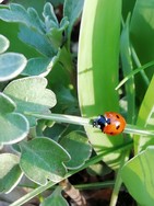 (8) Website_Tiere_Einführtext_Marienkäfer.jpg