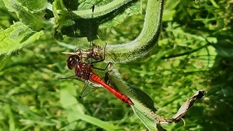 (9) Website_Tiere_Einführtext_rote Adonis-Libelle.jpg