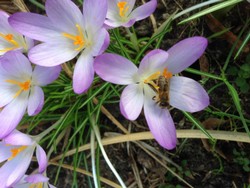 (1) Website_Tiere_Bienen und Hummeln_Honigbiene an Krokus Ende Februar.jpg