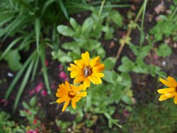 (10) Website_Tiere_Bienen und Hummeln_Dunkelfransige Hosenbiene an Ringelblumen Ende Juni.JPG