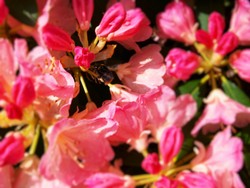 (11) Website_Tiere_Bienen und Hummeln_Hummel im Rhododendron Mitte Mai.JPG