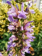 (12) Website_Tiere_Bienen und Hummeln_Hummel an Salbei Anfang Juni.jpg