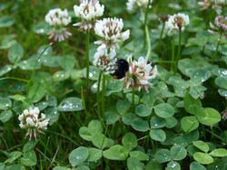 (14) Website_Tiere_Bienen und Hummeln_Hummel am Klee nach Regen Mitte Juni.JPG