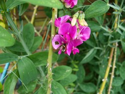 (15 Website_Tiere_Bienen und Hummeln_Dauerwicke und Blattschneidebiene Megachile Mitte Juni.JPG