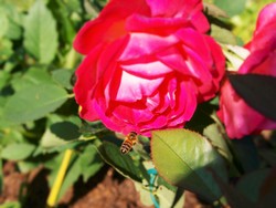 (16) Website_Tiere_Bienen und Hummeln_Honigbiene auf Anflug Gran Amore Mitte Juni.JPG