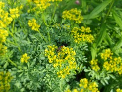 (17) Website_Tiere_Bienen und Hummeln_Sandwespe auf Eberraute Mitte Juni.JPG