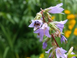 (18) Website_Tiere_Bienen und Hummeln_Hummel in Glocke Ende Juli.JPG
