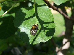 (19) Website_Tiere_Bienen und Hummeln_Schlafende Hummel auf Feigenblatt Anfang Juli vormittags.JPG