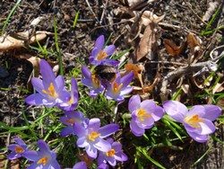(2) Website_Tiere_Bienen und Hummeln_Hummel auf Krokus Ende Februar.JPG