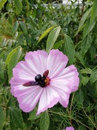 (20) Website_Tiere_Bienen und Hummel_Holzbiene auf Cosmea Anfang September.jpg